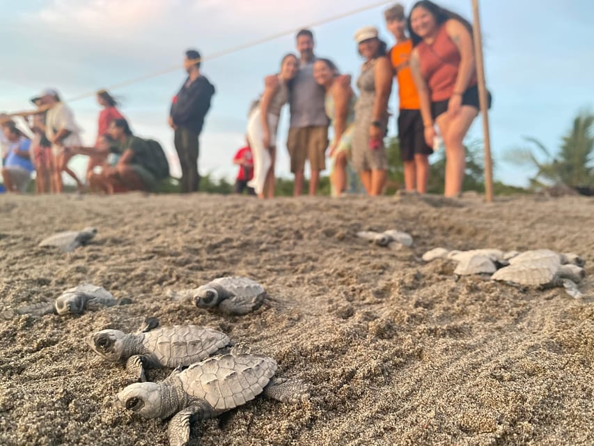 Puerto Vallarta: Baby Turtle Release in Conservation Area - Releasing the hatchlings into the Pacific