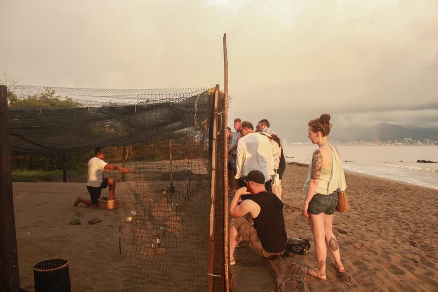 Puerto Vallarta: Baby Turtle Release in Conservation Area - Is $40 a fair price?