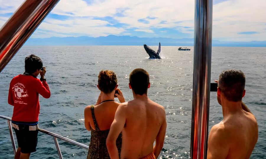 Puerto Vallarta: Mega Yacht Whale Watching Sunset Cruise - Key points at a glance