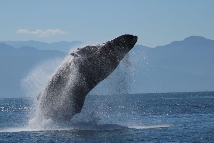 Puerto Vallarta: Mega Yacht Whale Watching Sunset Cruise - Searching Banderas Bay for whales