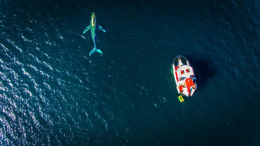 Puerto Vallarta: Mega Yacht Whale Watching Sunset Cruise - Returning beneath city lights