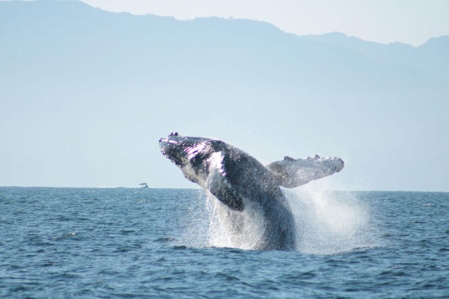 Puerto Vallarta: Mega Yacht Whale Watching Sunset Cruise - Who will enjoy this most