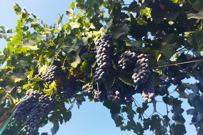 Quiero mas vino, valle de Guadalupe Tours - A private six-hour introduction to Valle de Guadalupe