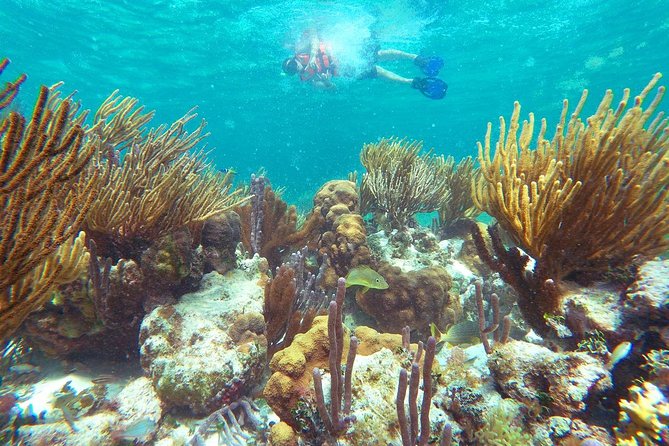 Reef Snorkeling in National Park from Cancun with Beachside Lunch - About an hour over the coral
