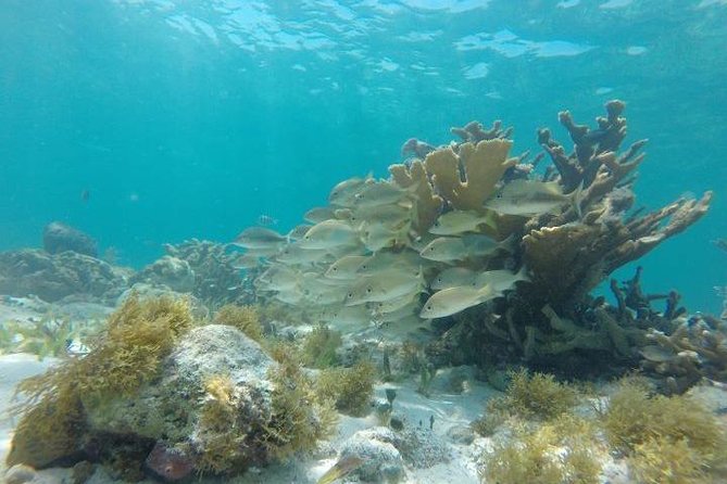 Reef Snorkeling & Jungle Speedboat Adventure with Mayan Ceremony - Is the $59 price a good buy?