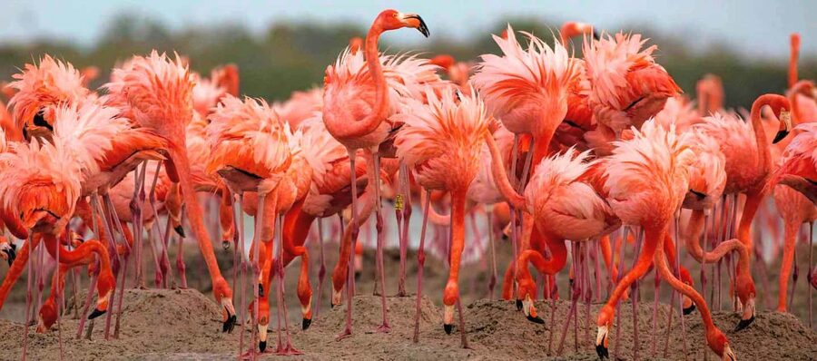 Rio Lagartos and Las Coloradas: Safari Flamingo Luxury - Starting at Macumba in Río Lagartos
