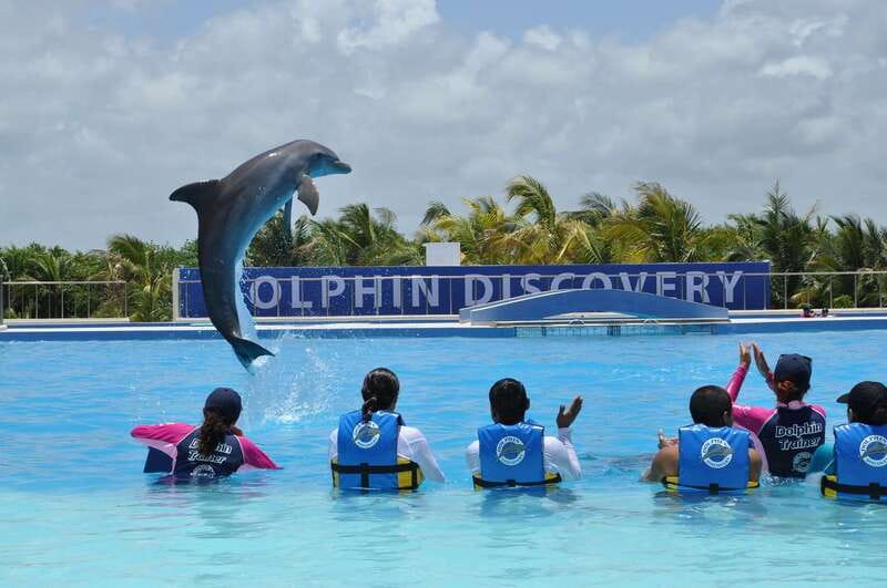 Riviera Maya: Dolphin Encounter with Beach Club Access - The dolphin interaction: sweet, brief, and carefully managed