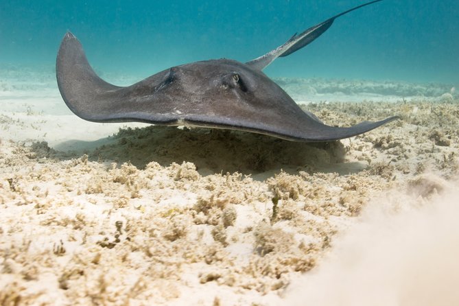Riviera Maya Luxury Snorkeling Cruise with Lunch and Drinks - Lunch, drinks, and the cruise atmosphere