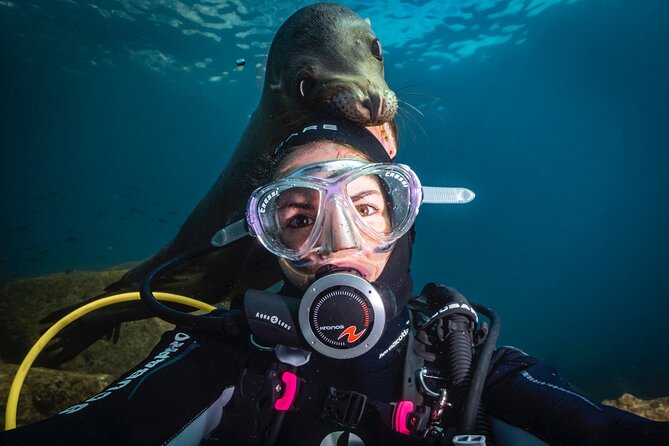 Scuba Dive in La Paz: Sea Lions, Turtles, Fish Schools and Wrecks - From La Paz’s Malecón to the open water