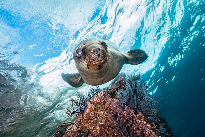 Scuba Dive in La Paz: Sea Lions, Turtles, Fish Schools and Wrecks - Two underwater sessions with room to adjust
