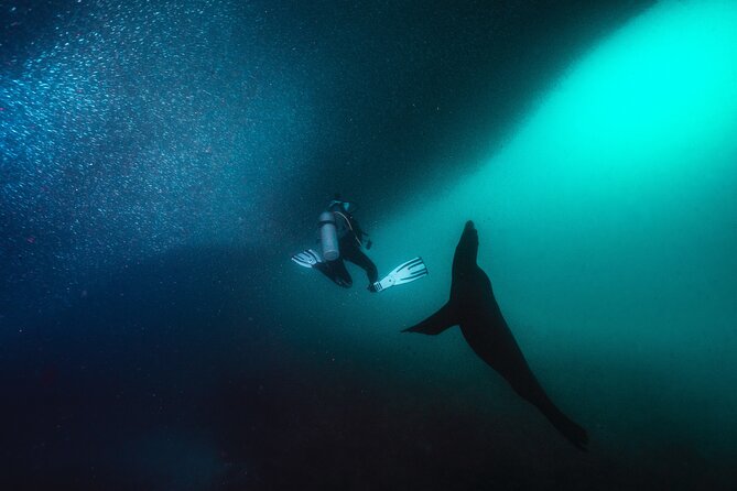 Scuba Dive in La Paz: Sea Lions, Turtles, Fish Schools and Wrecks - A beach lunch breaks up the day