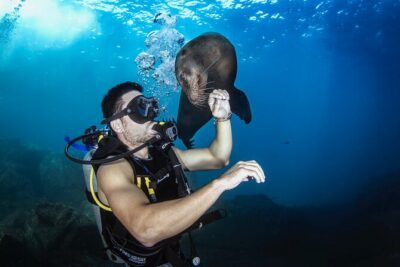 Scuba Dive in La Paz: Sea Lions, Turtles, Fish Schools and Wrecks