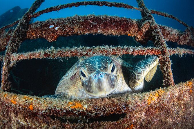 Scuba Dive in La Paz: Sea Lions, Turtles, Fish Schools and Wrecks - Why the six-person limit matters
