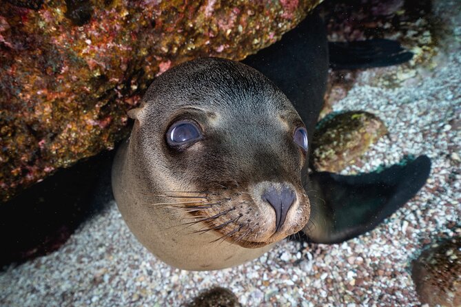 Scuba Dive in La Paz: Sea Lions, Turtles, Fish Schools and Wrecks - Timing, cancellations and practical planning