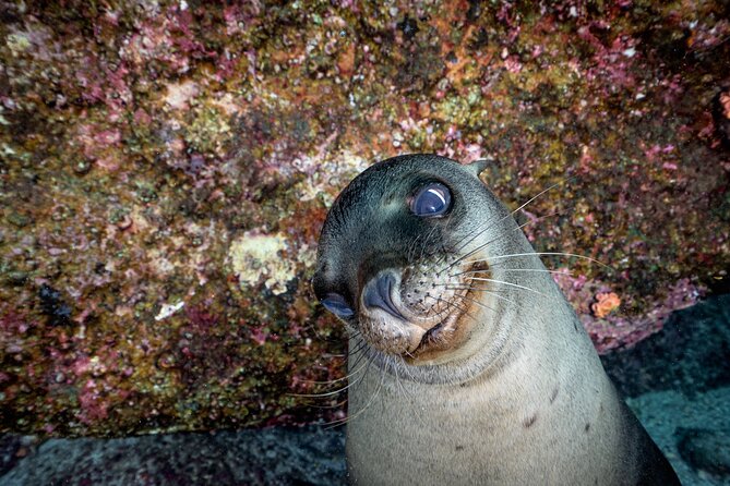 Scuba Dive in La Paz: Sea Lions, Turtles, Fish Schools and Wrecks - Who should book this La Paz scuba outing?