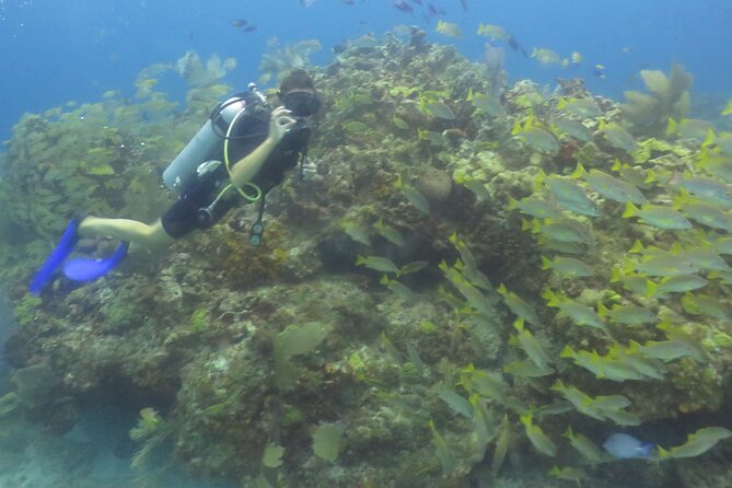 Scuba Diving (1st time) in Cancun Beginner's WELCOMED! - The value of a four-person group