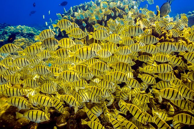 Scuba Diving - First-timers need a different kind of booking