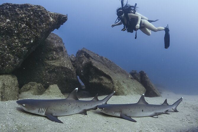 Scuba Diving - Who should book this Cabo outing?