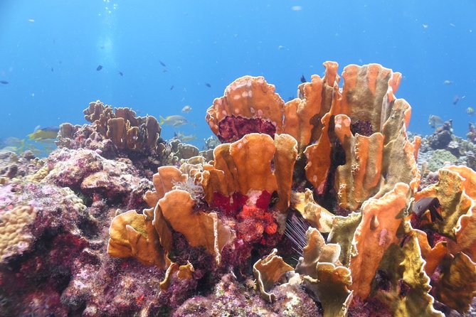 Scuba Diving Adventure WITHOUT CERTIFICATION! Try it today! - MUSA: statues on the seafloor