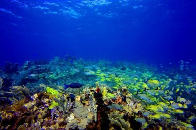 Scuba Diving Adventure Without Certification Try it today