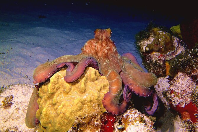 Scuba Diving Adventure WITHOUT CERTIFICATION! Try it today! - Manchones reef and the second session