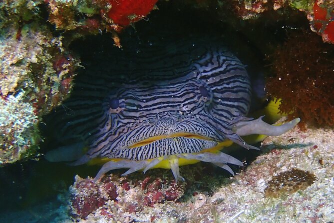 Scuba Diving Adventure WITHOUT CERTIFICATION! Try it today! - How the instructors handle nervous beginners