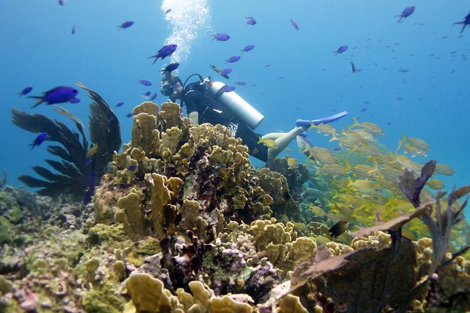 Scuba diving at MUSA the underwater museum for certified divers - MUSA gives Isla Mujeres a very different underwater view