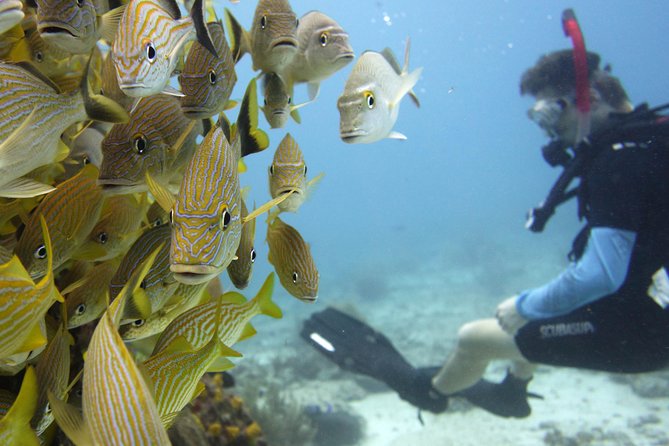 Scuba diving at MUSA the underwater museum for certified divers - Is the $135 price a fair deal?
