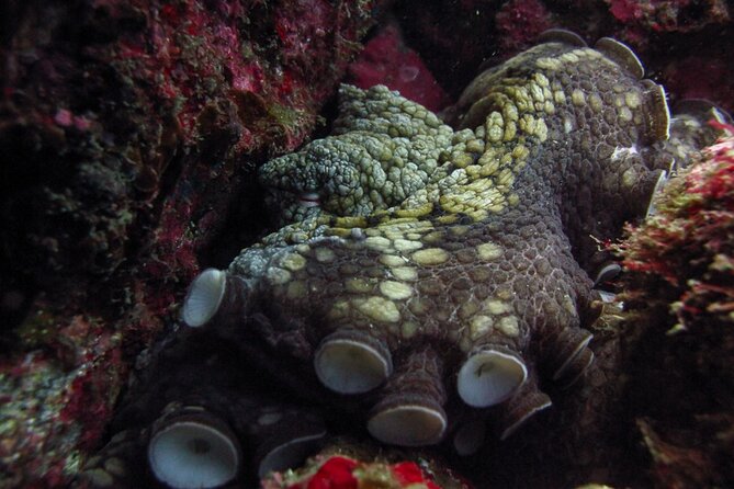 Scuba Diving - Two routes through Cabo’s Marine Park