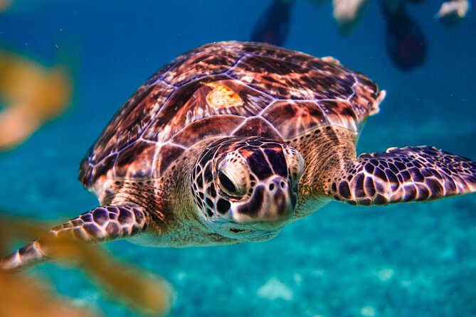 Sea turtle and cenotes half day Snorkeling Tour from Riviera Maya - From Riviera Maya to Tulum Beach