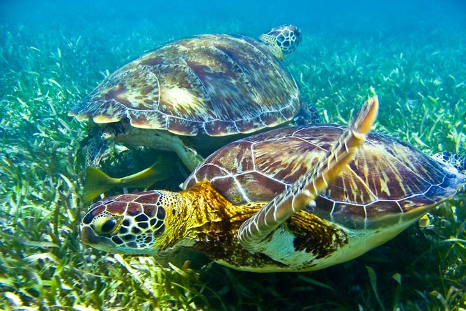 Sea turtle and cenotes half day Snorkeling Tour from Riviera Maya - Chikin Ha and the Yucatan below ground