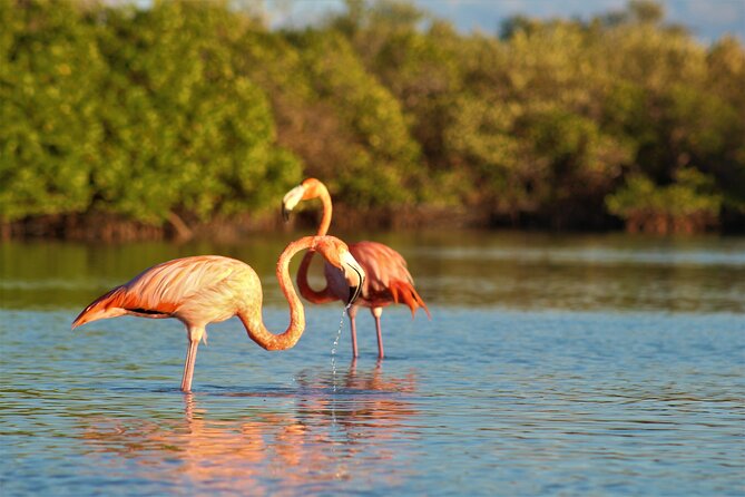 Shared mangroves kayak tour in Holbox - Birds are the main event