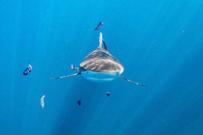 Shark Safari & Snorkel Adventure in Cabo San Lucas - El Arco and Lovers Beach from the water