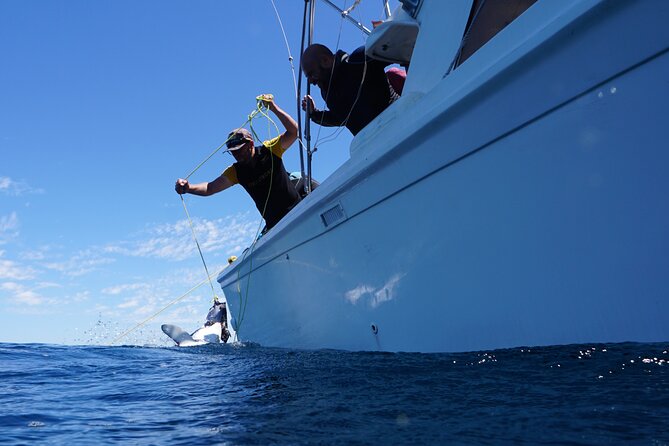 Shark Safari & Snorkel Adventure in Cabo San Lucas - What it feels like to enter the water