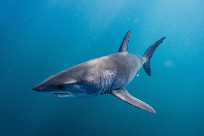 Shark Safari & Snorkel Adventure in Cabo San Lucas - Wildlife beyond the sharks