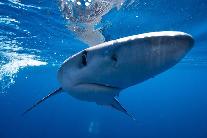 Shark Safari & Snorkel Adventure in Cabo San Lucas - The crew, safety, and conservation approach