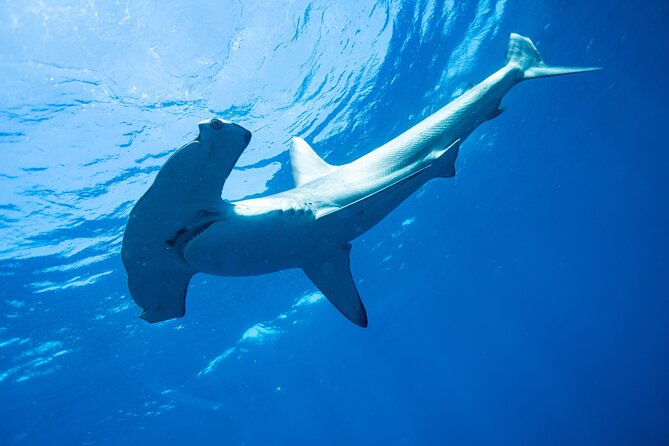 Shark Safari & Snorkel Adventure in Cabo San Lucas - Learning how the shark encounter works