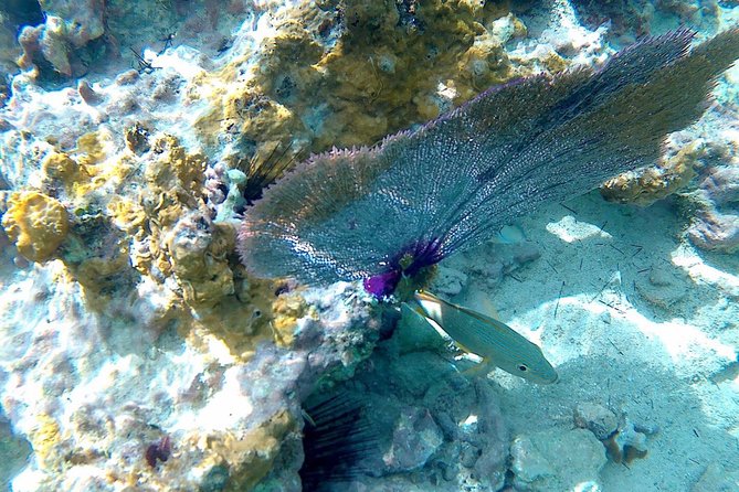 SkyReef Cozumel Snorkel & Tequila Tasting - A short massage, with the option to stay longer