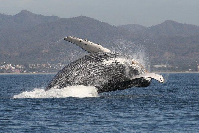 Small-Group Half-Day Whale-Watching Tour in Puerto Vallarta - Why the Small Boat Changes the Morning or Afternoon