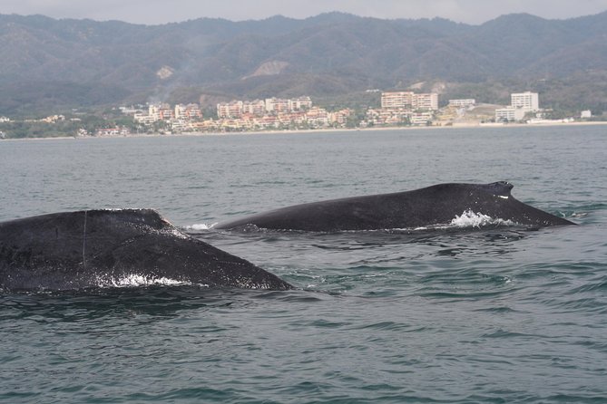 Small-Group Half-Day Whale-Watching Tour in Puerto Vallarta - Is $110 a Fair Price?