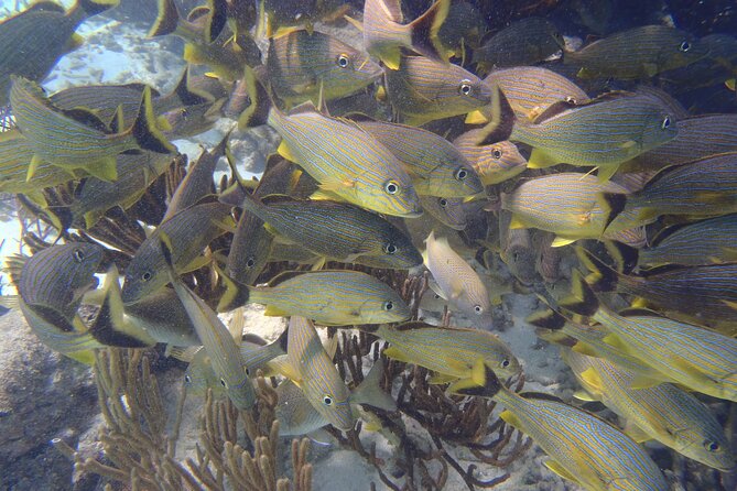 Small-Group Mesoamerican Barrier Reef Snorkeling in Puerto Morelos - What is included, and what is not