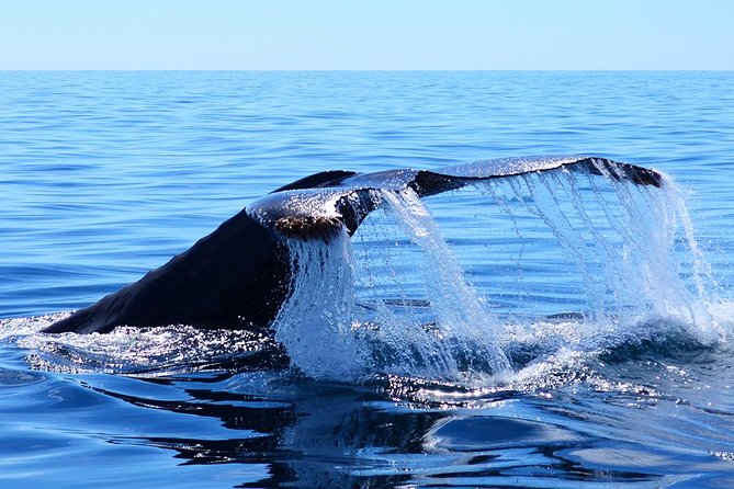 SMALL GROUP Whale Watch | Cabo San Lucas | Biologist | FREE Pics - Why this Cabo whale watch feels more personal