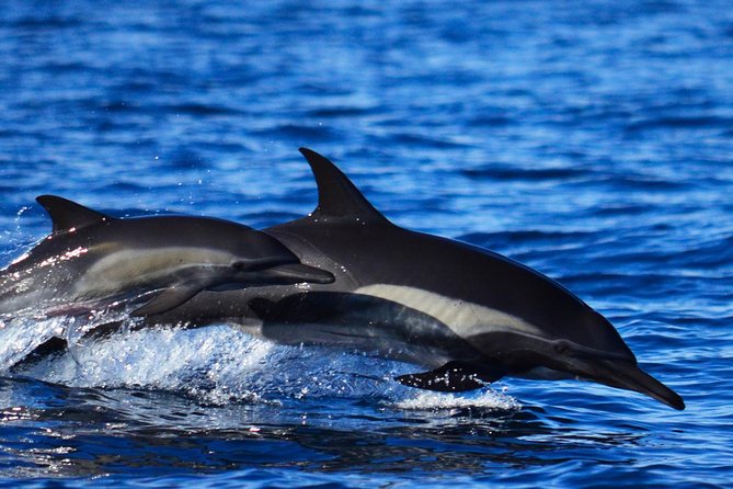 SMALL GROUP Whale Watch | Cabo San Lucas | Biologist | FREE Pics - Hearing a humpback through the hydrophone