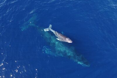 Small Group Whale Watch | Cabo San Lucas | Biologist | Free Pics
