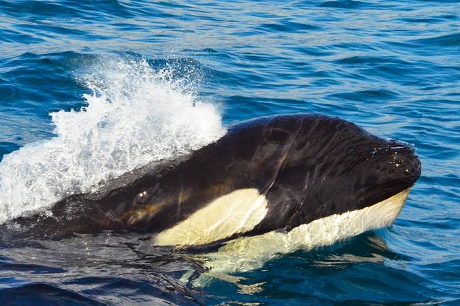 SMALL GROUP Whale Watch | Cabo San Lucas | Biologist | FREE Pics - What the guides add to the experience