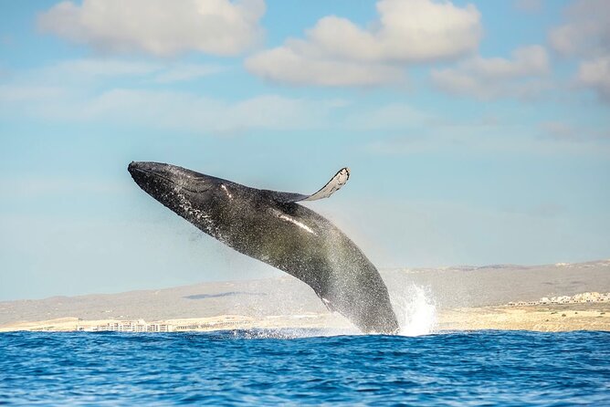 Small-Group Whale Watching Zodiac Boat Cruise in Cabo San Lucas - El Arco: a quick photo stop at Land’s End