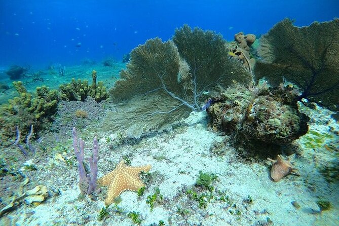 Snorkel along the coast, explore two reefs by Chivis del Mar - Paradise Reef brings the first underwater stop