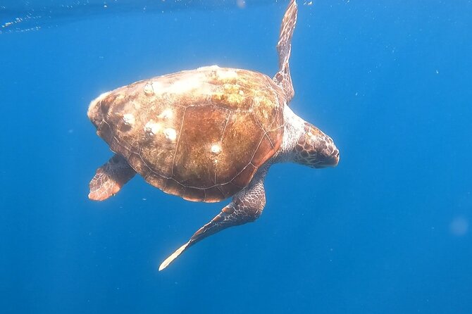 Snorkel Privately in Cabo San Lucas - Cabo’s coast, rock formations, and the Arch