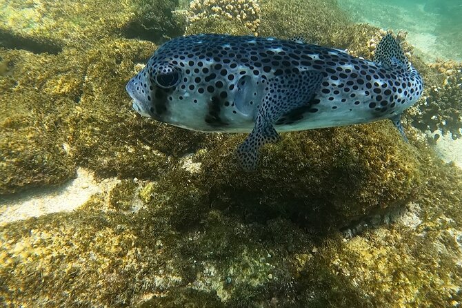 Snorkel Privately in Cabo San Lucas - What the snorkeling feels like