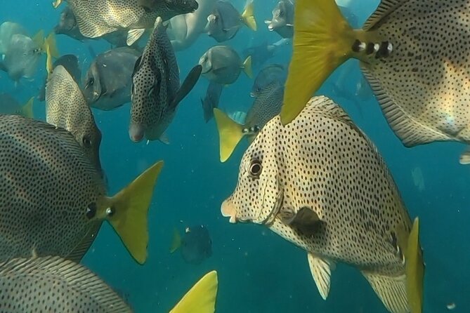 Snorkel & Sunset Sail in Cabo San Lucas - What the crew and boat add to the trip